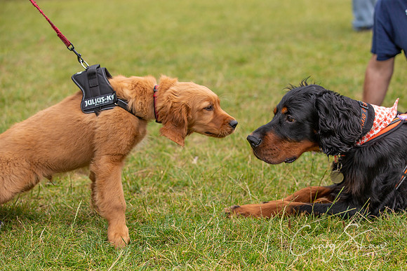 207_HebdensHappyHounds2018_craigshawphoto