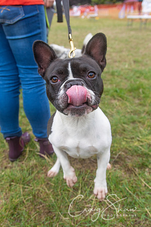 240_HebdensHappyHounds2018_craigshawphoto