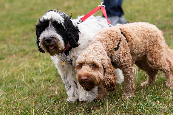 264_HebdensHappyHounds2018_craigshawphoto