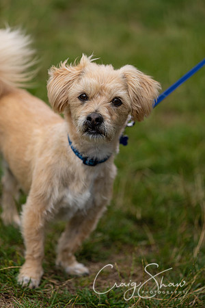 270_HebdensHappyHounds2018_craigshawphoto