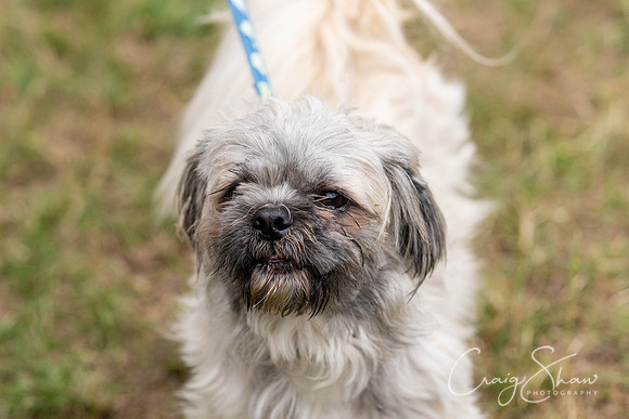 286_HebdensHappyHounds2018_craigshawphoto