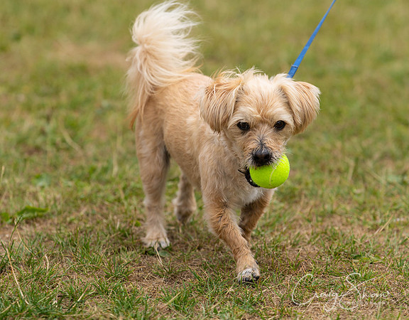 307_HebdensHappyHounds2018_craigshawphoto