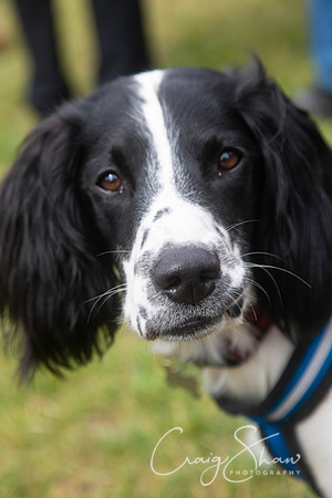 342_HebdensHappyHounds2018_craigshawphoto