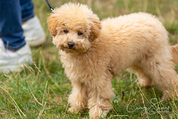 663_HebdensHappyHounds2018_craigshawphoto