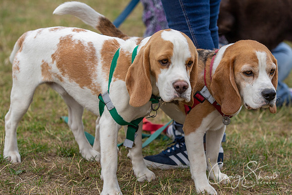 829_HebdensHappyHounds2018_craigshawphoto