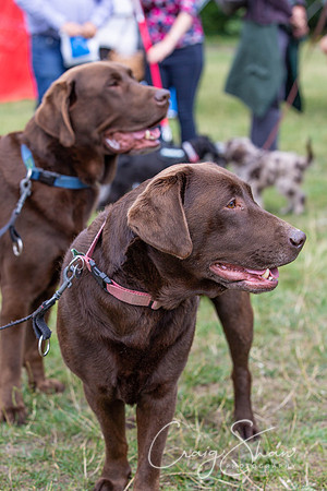 876_HebdensHappyHounds2018_craigshawphoto