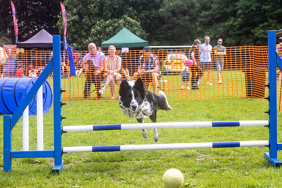 1723_HebdensHappyHounds2024_Cshaw-