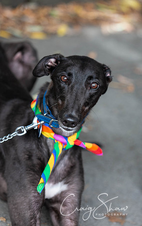 1087_Saturday_HappyValleyPride2018_craigshawphoto
