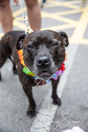 1312_Saturday_HappyValleyPride2018_craigshawphoto