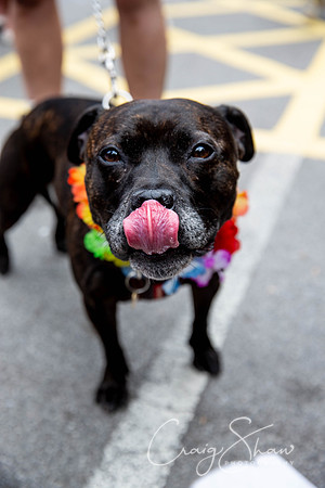 1310_Saturday_HappyValleyPride2018_craigshawphoto