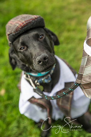393_Woofstock2016_craigshaw