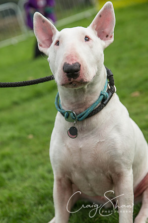 1747_Woofstock2016_craigshaw