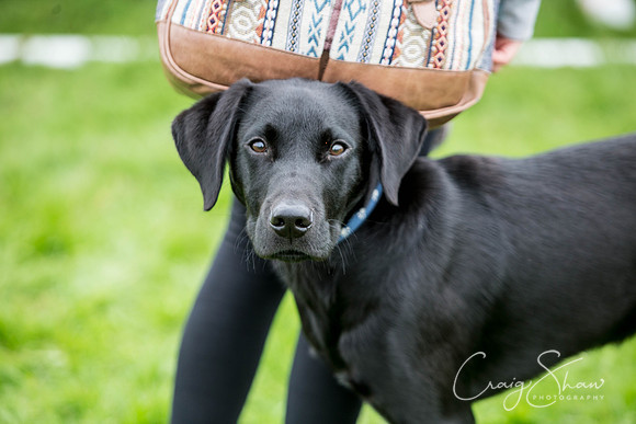 143_Woofstock2016_craigshaw