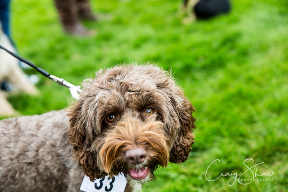 1122_Woofstock2016_craigshaw