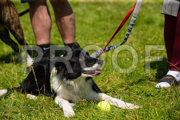 2407__PAWSFundogShow_July2022_cshaw
