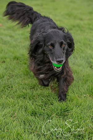1729_Woofstock2016_craigshaw