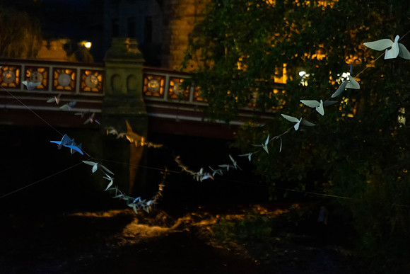 206_TheWhiteBirdProject_craigshaw