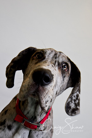 Vets4Pets RSPCA Fundraiser