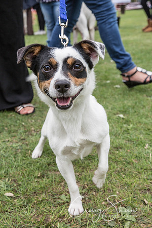 115_BarkintheParkHuddersfield_2014_bluplanetphoto