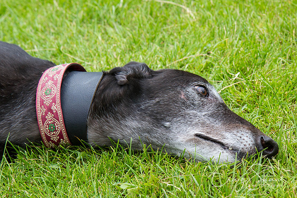 RSPCA Dog Day Afternoon
