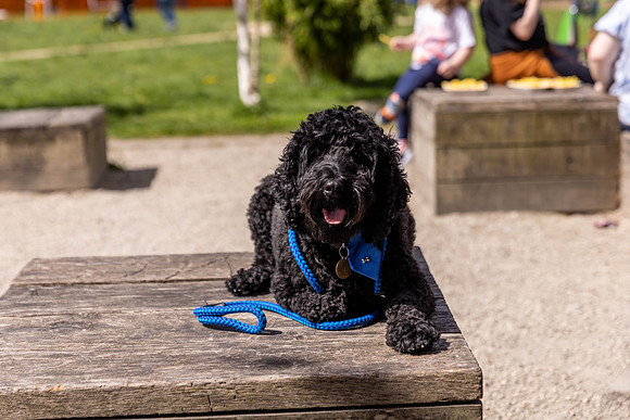 144__HebdensHappyHounds2022_May2022_cshaw