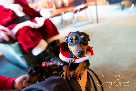 176_PAWSXmasFair2018_craigshaw