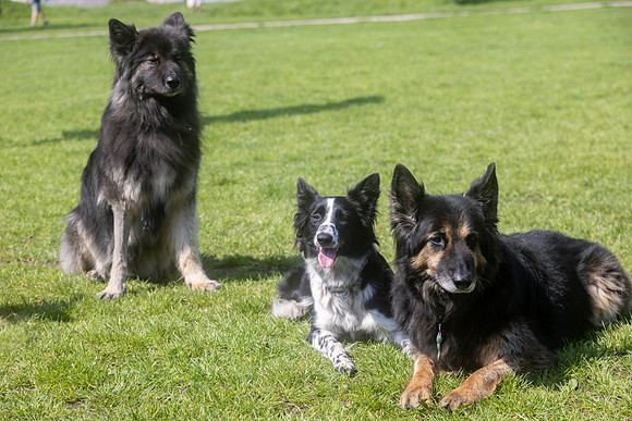 360_HebdensHappyHounds2024_Cshaw-