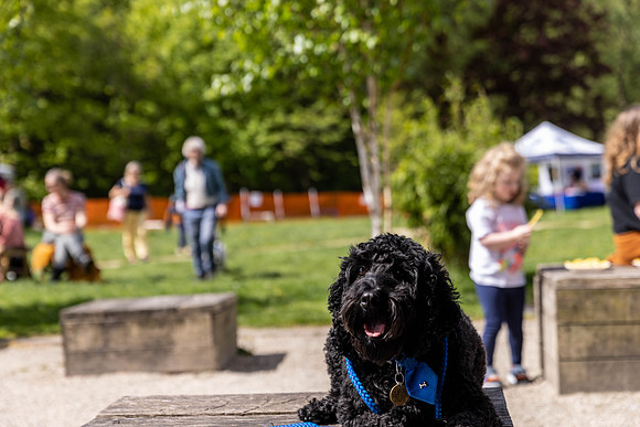 159__HebdensHappyHounds2022_May2022_cshaw