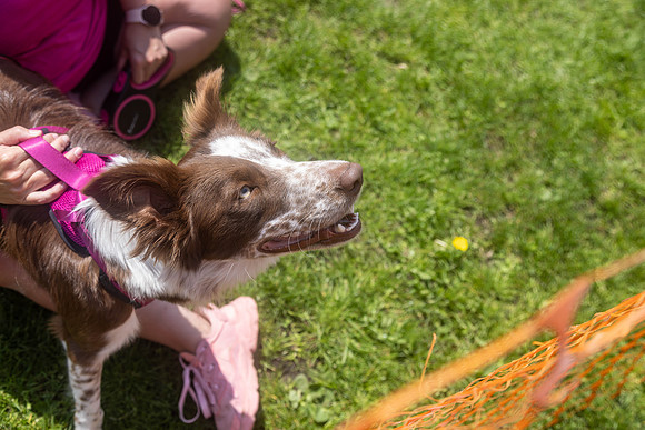 2156_HebdensHappyHounds2024_Cshaw-