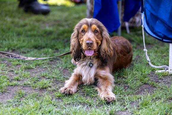 1417_HebdensHappyHounds2024_Cshaw-