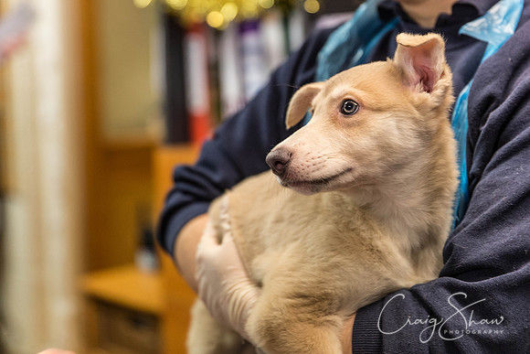 16_RSPCA_Christmas_Dec2013_bluplanetphoto