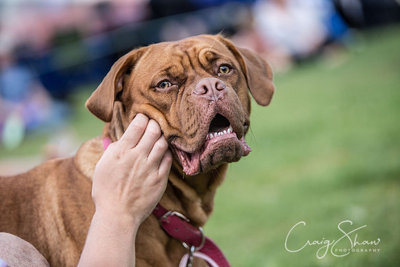 1509_K9Partyinthepark2014_RSPCAHalifax_bluplanetphoto