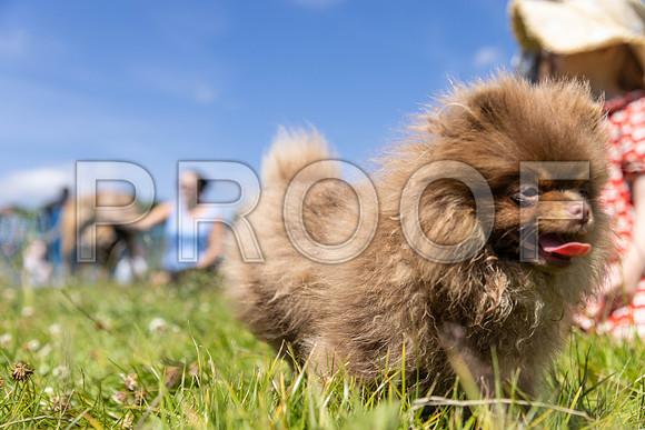 1446__PAWSFundogShow_July2022_cshaw