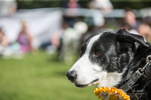 1561_K9Partyinthepark2014_RSPCAHalifax_bluplanetphoto