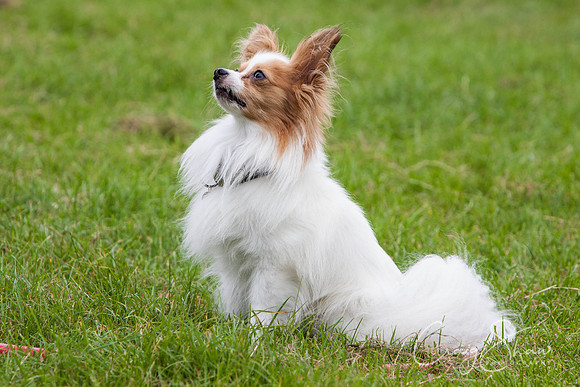 RSPCA Dog Day Afternoon
