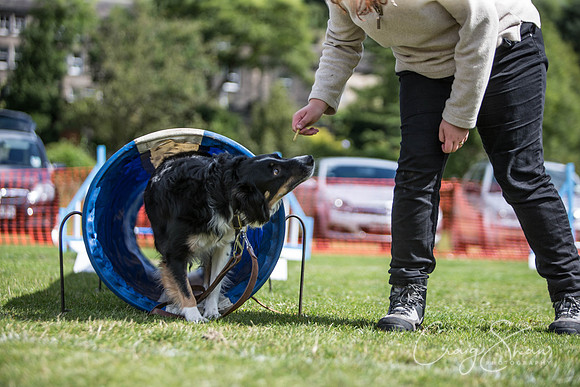 550_HebdenHappyHounds_2014_bluplanetphoto