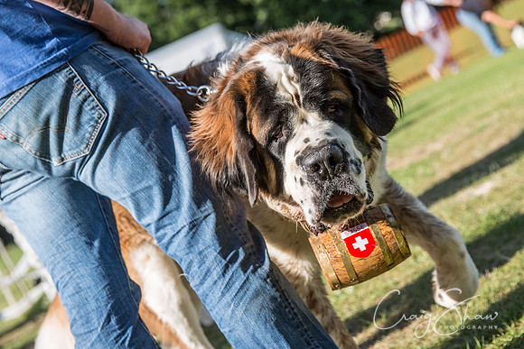 2637_K9Partyinthepark2014_RSPCAHalifax_bluplanetphoto