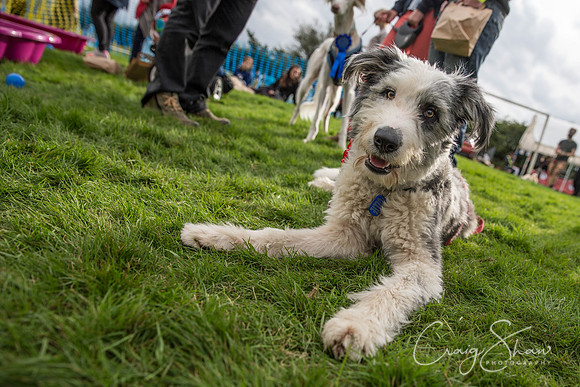 1879_Woofstock2016_craigshaw