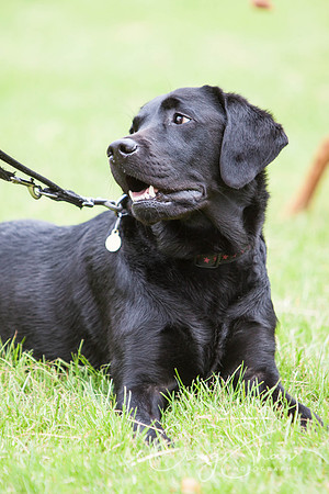 RSPCA Dog Day Afternoon