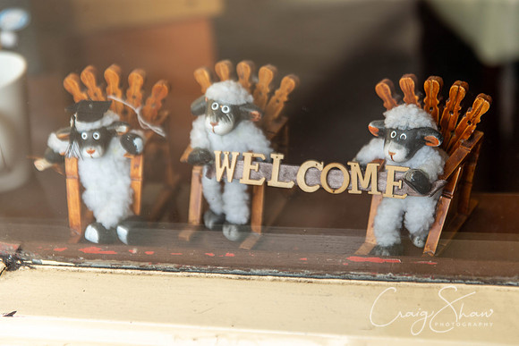 0001_SkiptonSheepDay2019_craigshawphoto