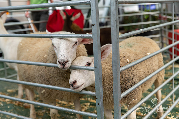 0035_SkiptonSheepDay2019_craigshawphoto