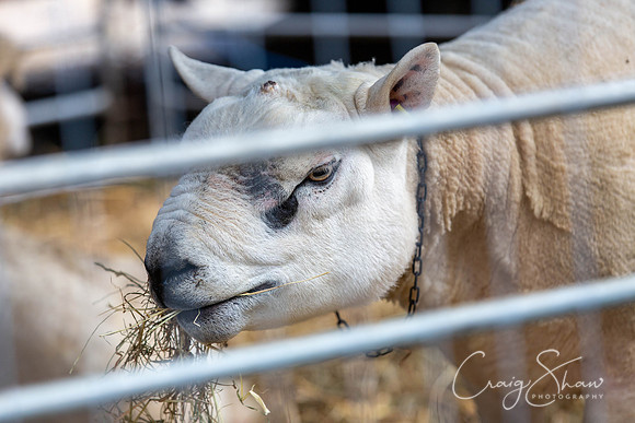 0069_SkiptonSheepDay2019_craigshawphoto