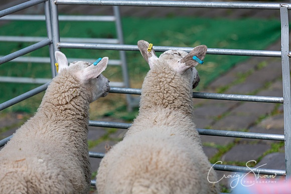 0094_SkiptonSheepDay2019_craigshawphoto