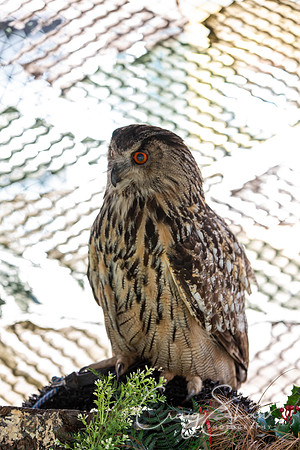 0182_SkiptonSheepDay2019_craigshawphoto