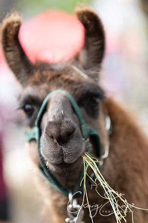 0512_SkiptonSheepDay2019_craigshawphoto