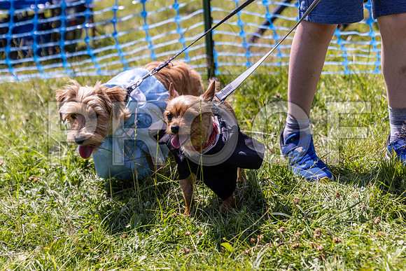 1728__PAWSFundogShow_July2022_cshaw