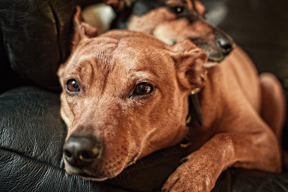 Dog Portraiture