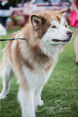 1618_K9Partyinthepark2014_RSPCAHalifax_bluplanetphoto