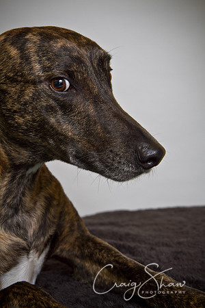 Vets4Pets RSPCA Fundraiser