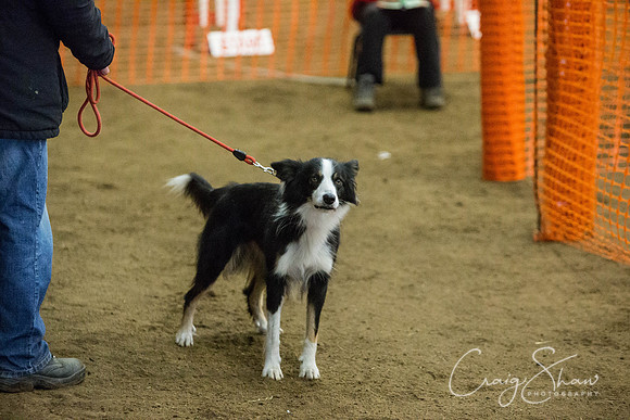 13_springfling2015_bluplanetphoto